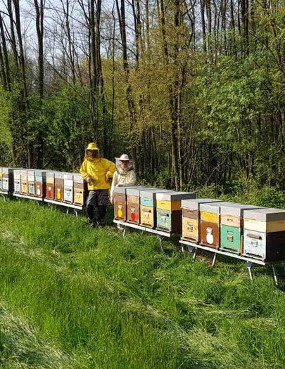 Hive image