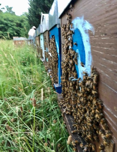 Hive image
