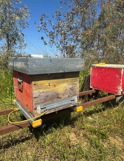 Hive image