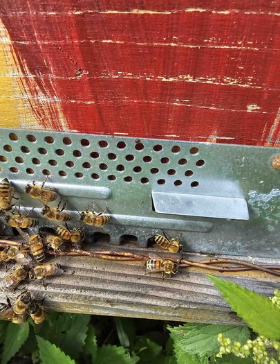 Hive image