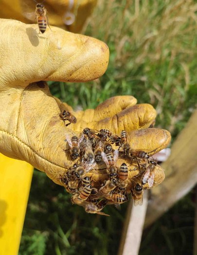 Hive image