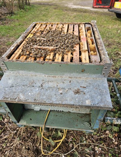 Hive image