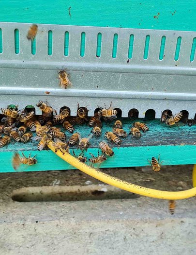 Hive image