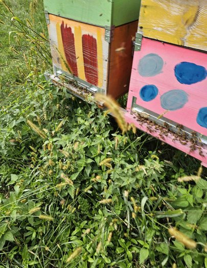 Hive image