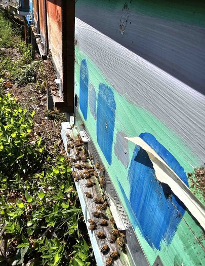 Hive image