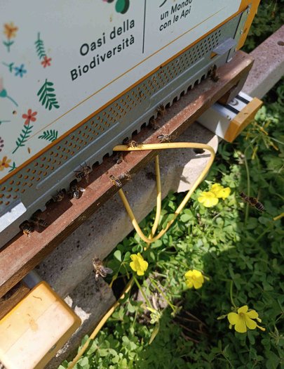 Hive image