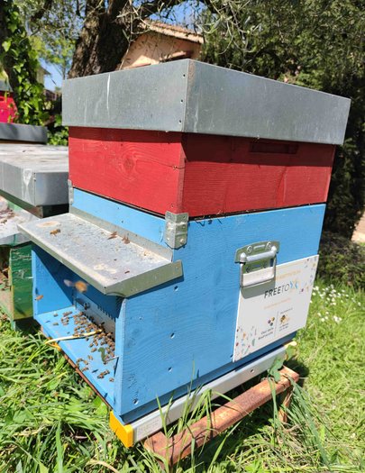 Hive image