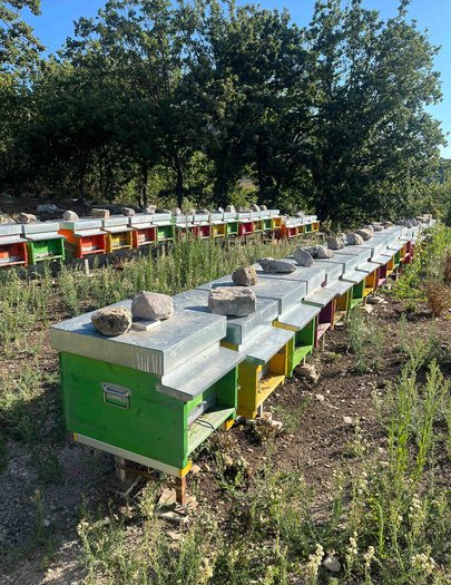 Hive image