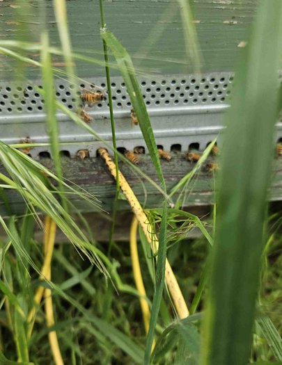 Hive image