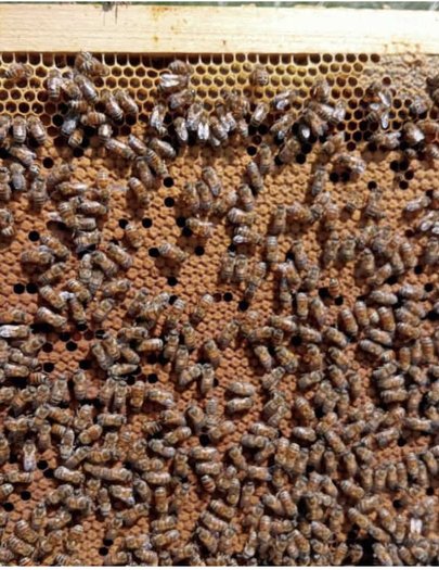 Hive image