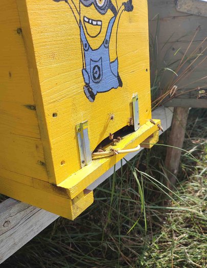 Hive image