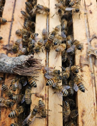 Hive image