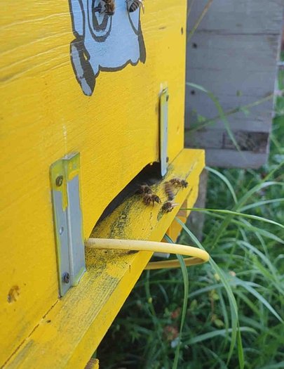 Hive image
