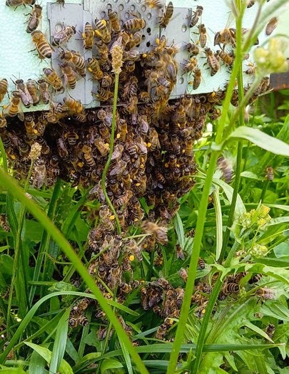 Hive image