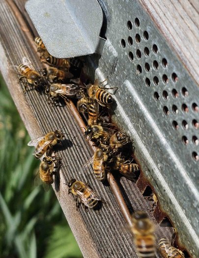 Hive image