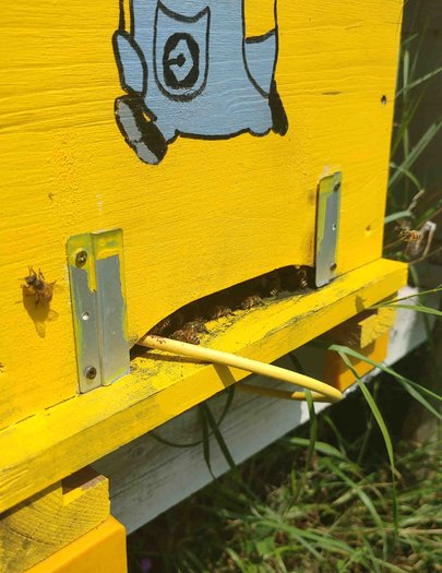 Hive image