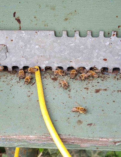 Hive image