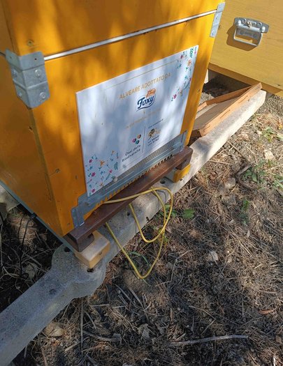 Hive image