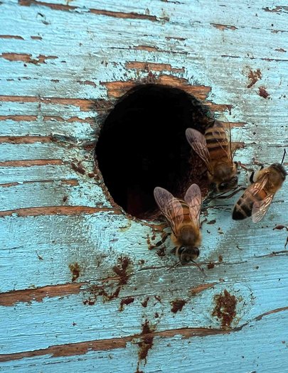 Hive image