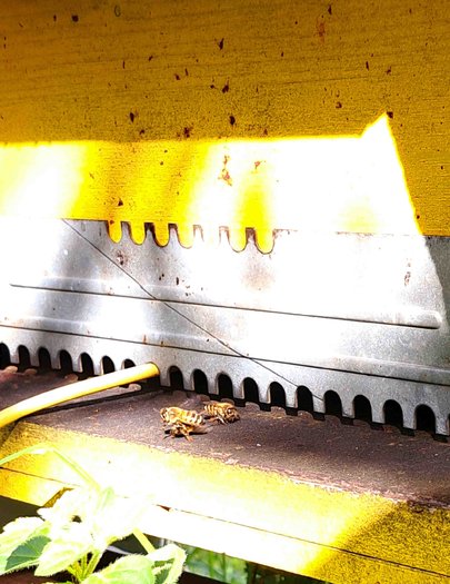 Hive image