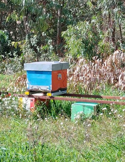 Hive image