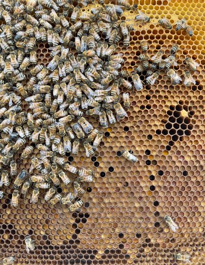 Hive image