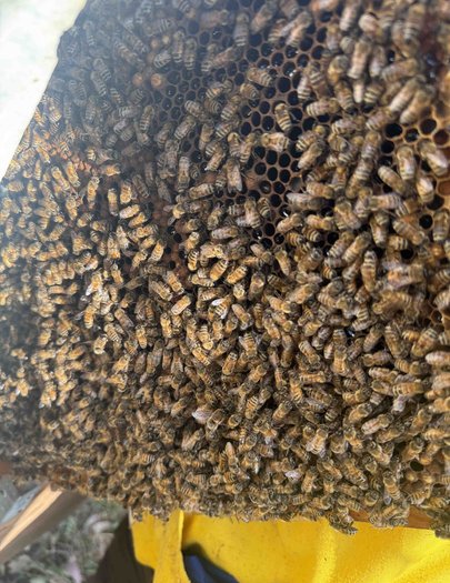 Hive image
