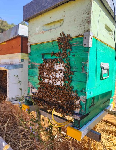 Hive image