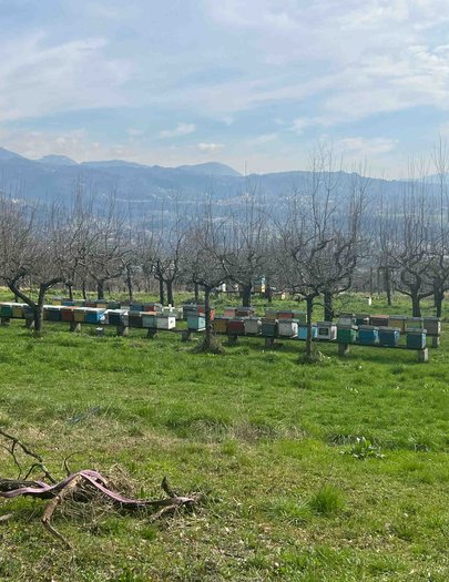Hive image