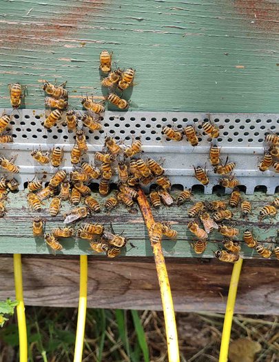 Hive image