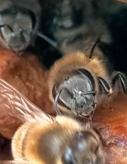 Hive image