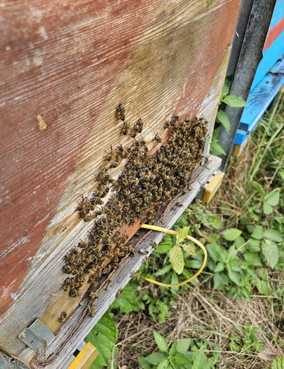 Hive image