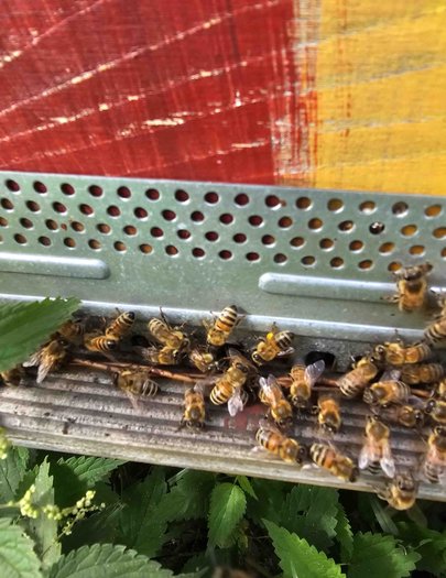 Hive image