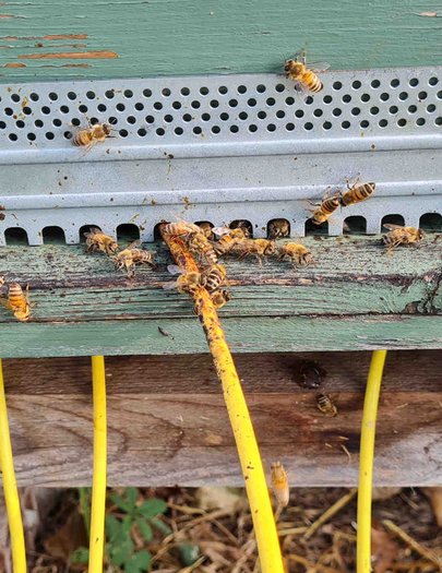 Hive image