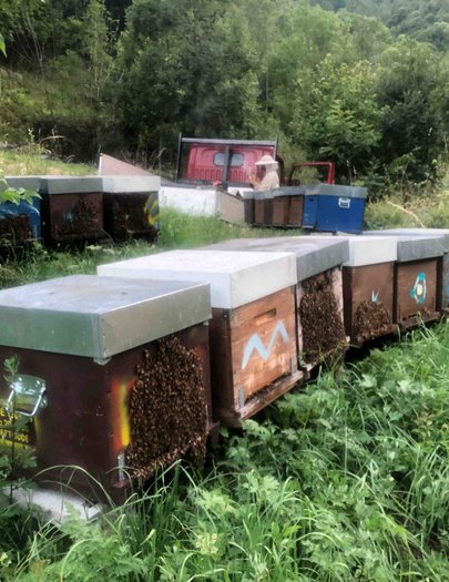 Hive image