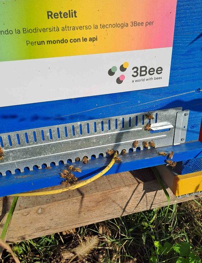 Hive image