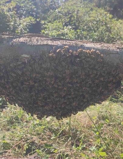 Hive image