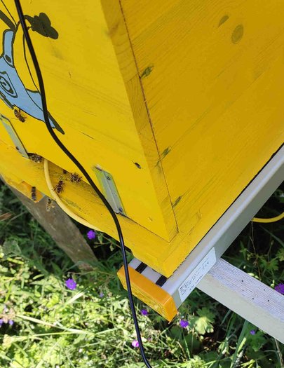 Hive image