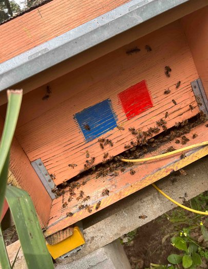 Hive image