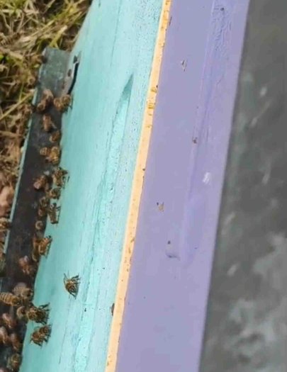 Hive image