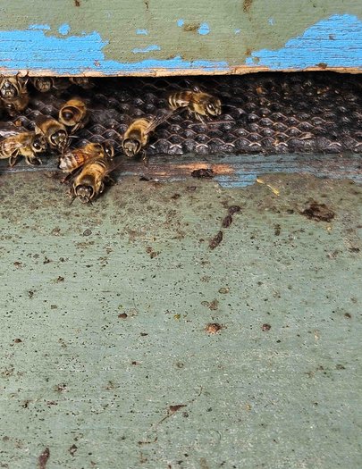 Hive image