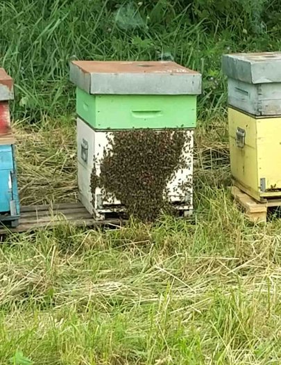 Hive image