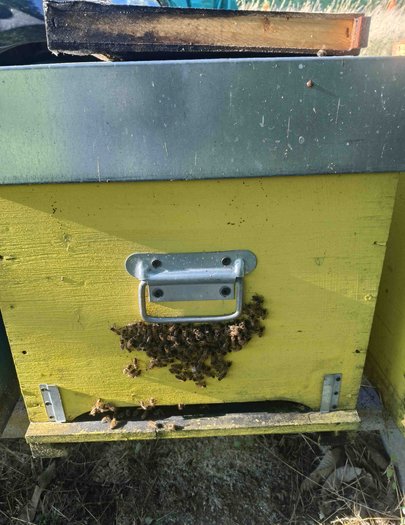 Hive image