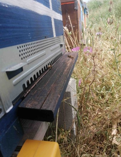 Hive image