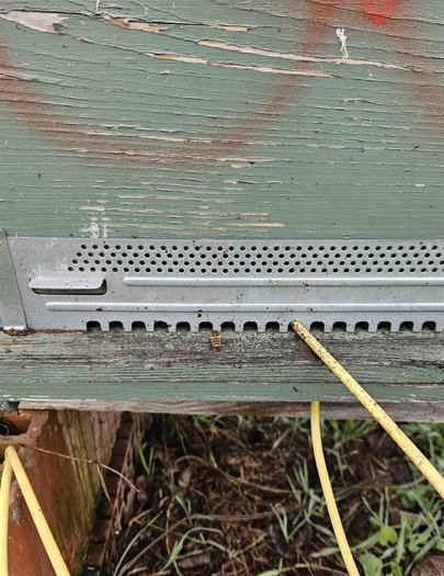 Hive image