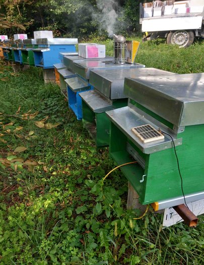Hive image