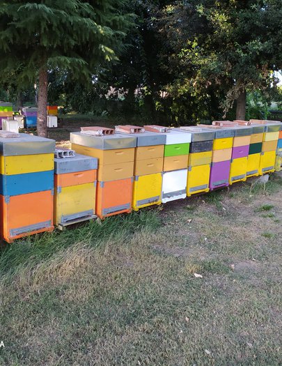 Hive image