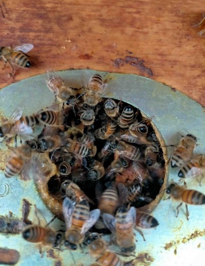 Hive image