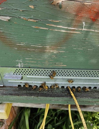 Hive image