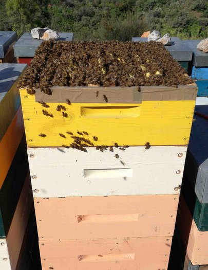 Hive image